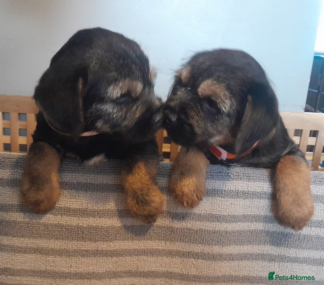 Border Terrier dogs for sale: Kc Reg Border Terrier Puppies  - Advert 3