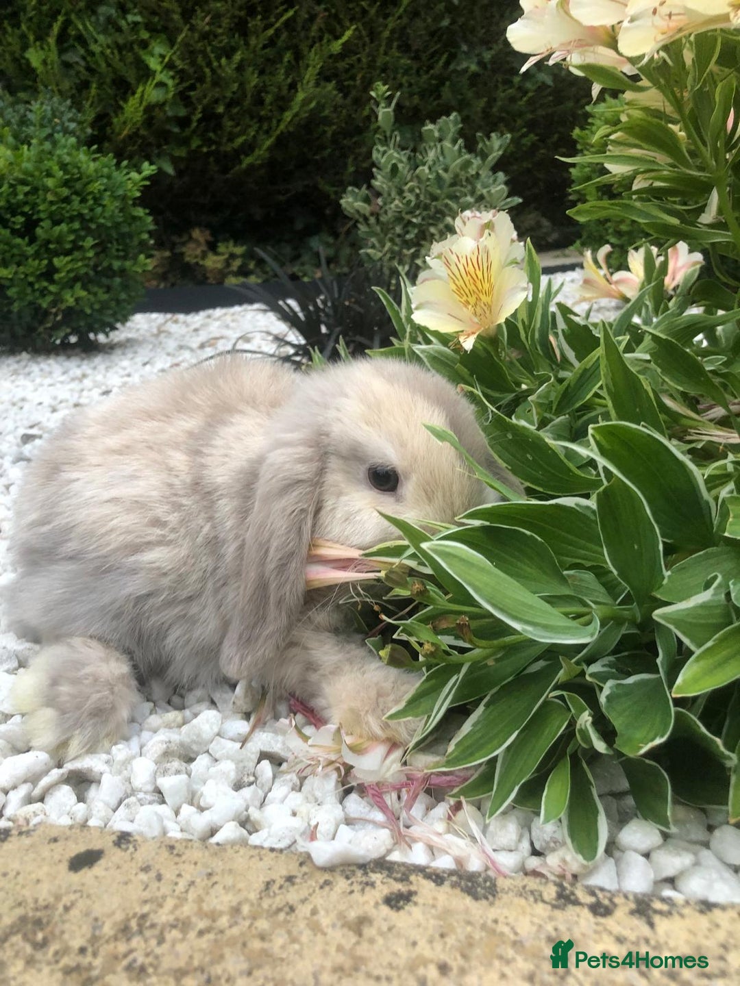 Mini Lop rabbits for sale: gorgeous friendly mini lops £75 - Image 10