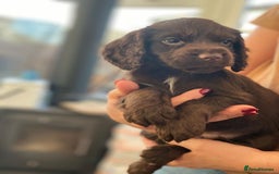 Cocker Spaniel dogs for sale: Beautiful little boy - Image 6