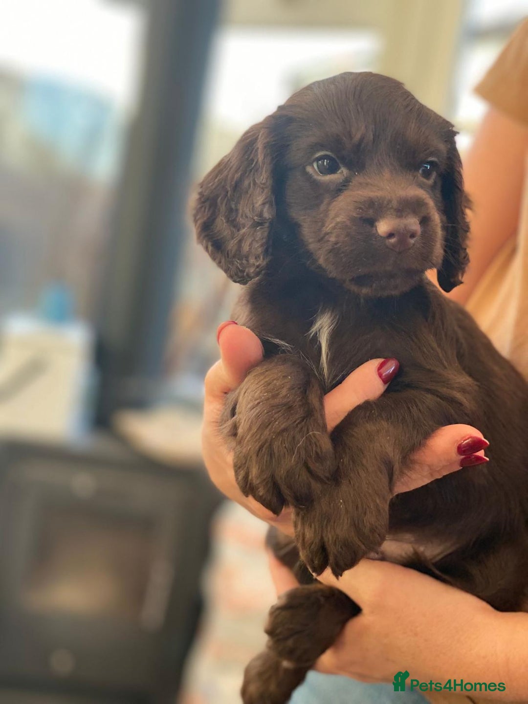 Cocker Spaniel dogs for sale: Beautiful little boy - Image 6