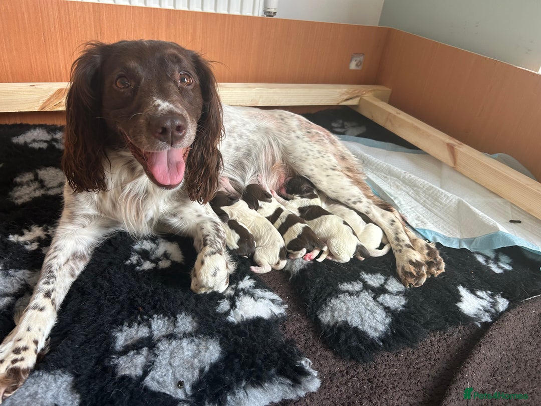 English Springer Spaniel dogs for sale: KC registered Working Springer spaniel puppies - Image 3