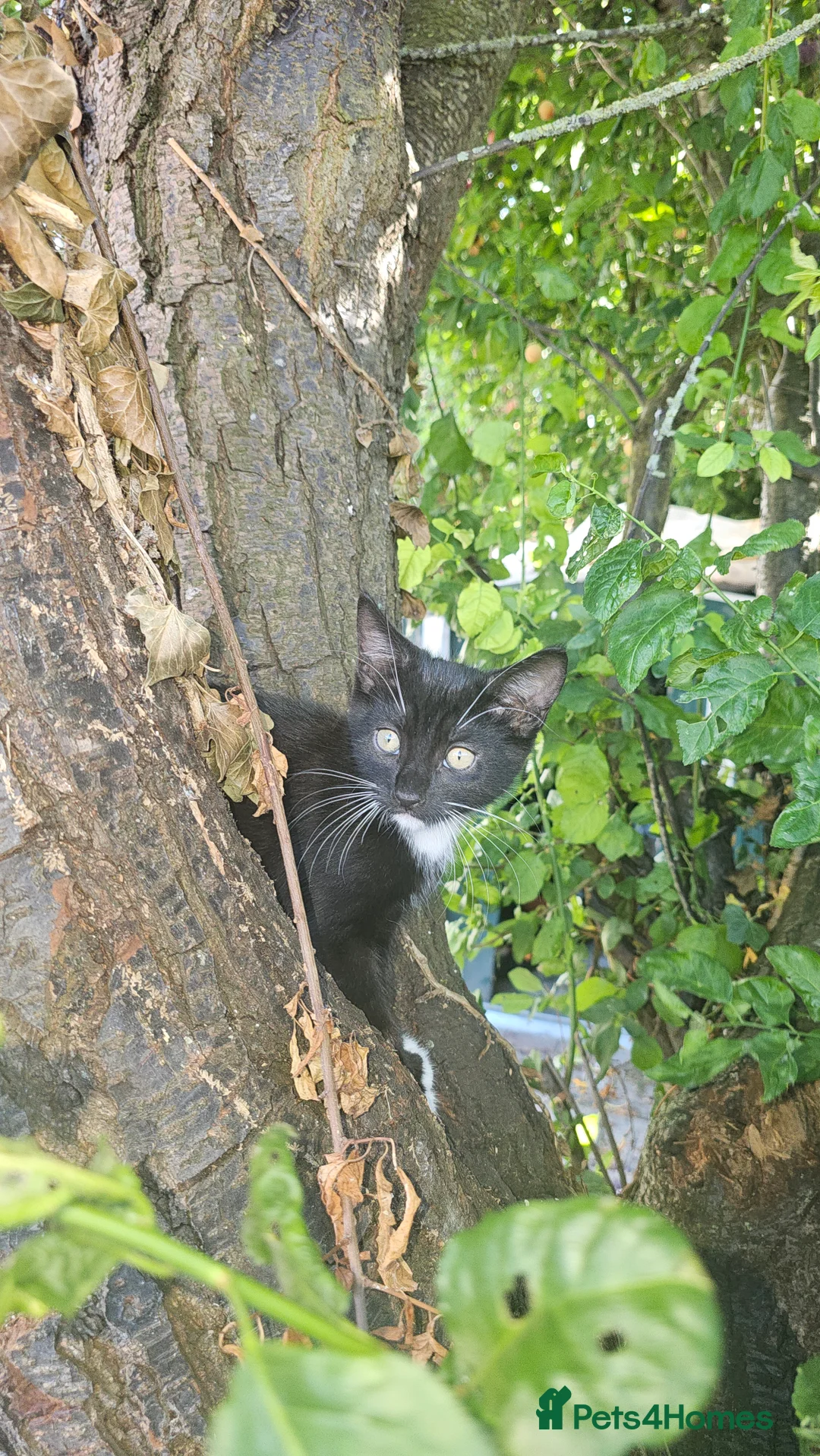 Mixed Breed cats for sale: Black and white kittens pair available  - Advert 2