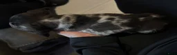 Miniature Dachshund dogs for sale: 2 little boys left - Advert 3