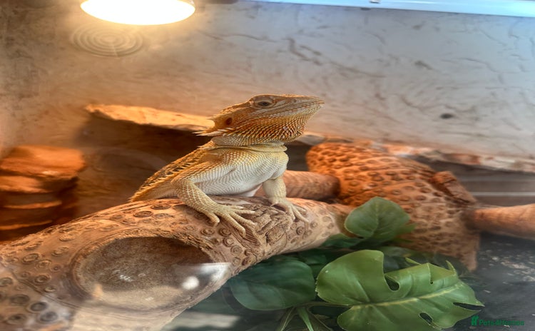 Bearded Dragon reptiles - Advert 2
