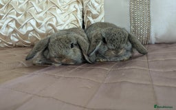 Mini Lop rabbits for sale: Purebred mini lop bunnies Chestnut Angora  - Image 1
