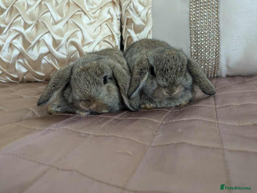 Mini Lop rabbits for sale: Purebred mini lop bunnies Chestnut Angora  - Image 1