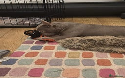 French Bulldog dogs for sale: Male 1 year old Frenchie looking for a new home - Image 3