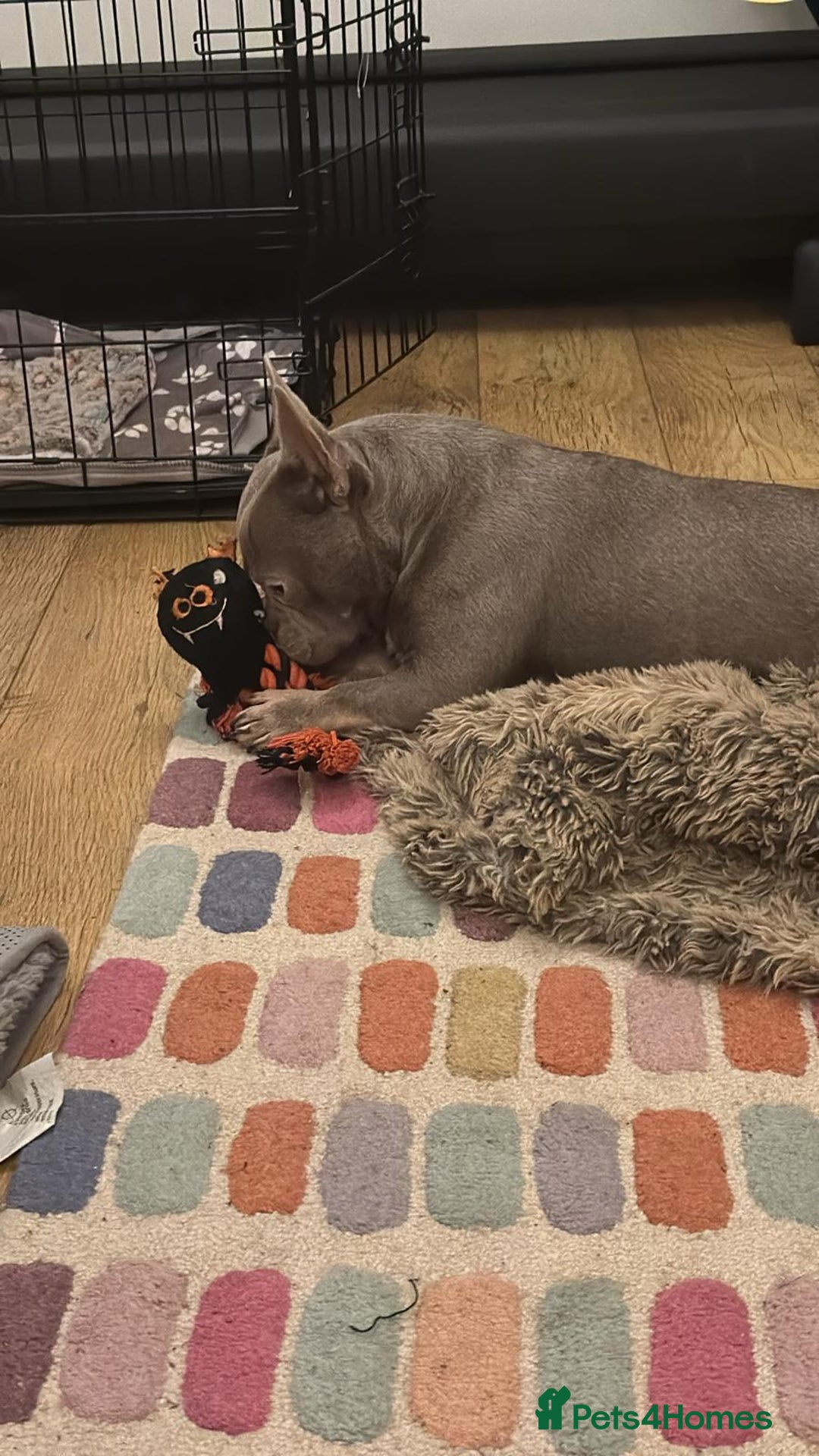 French Bulldog dogs for sale: Male 1 year old Frenchie looking for a new home - Image 3
