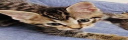 Mixed Breed cats for sale: A lovely litter of Ragdoll Bengal kittens ready  - Advert 3