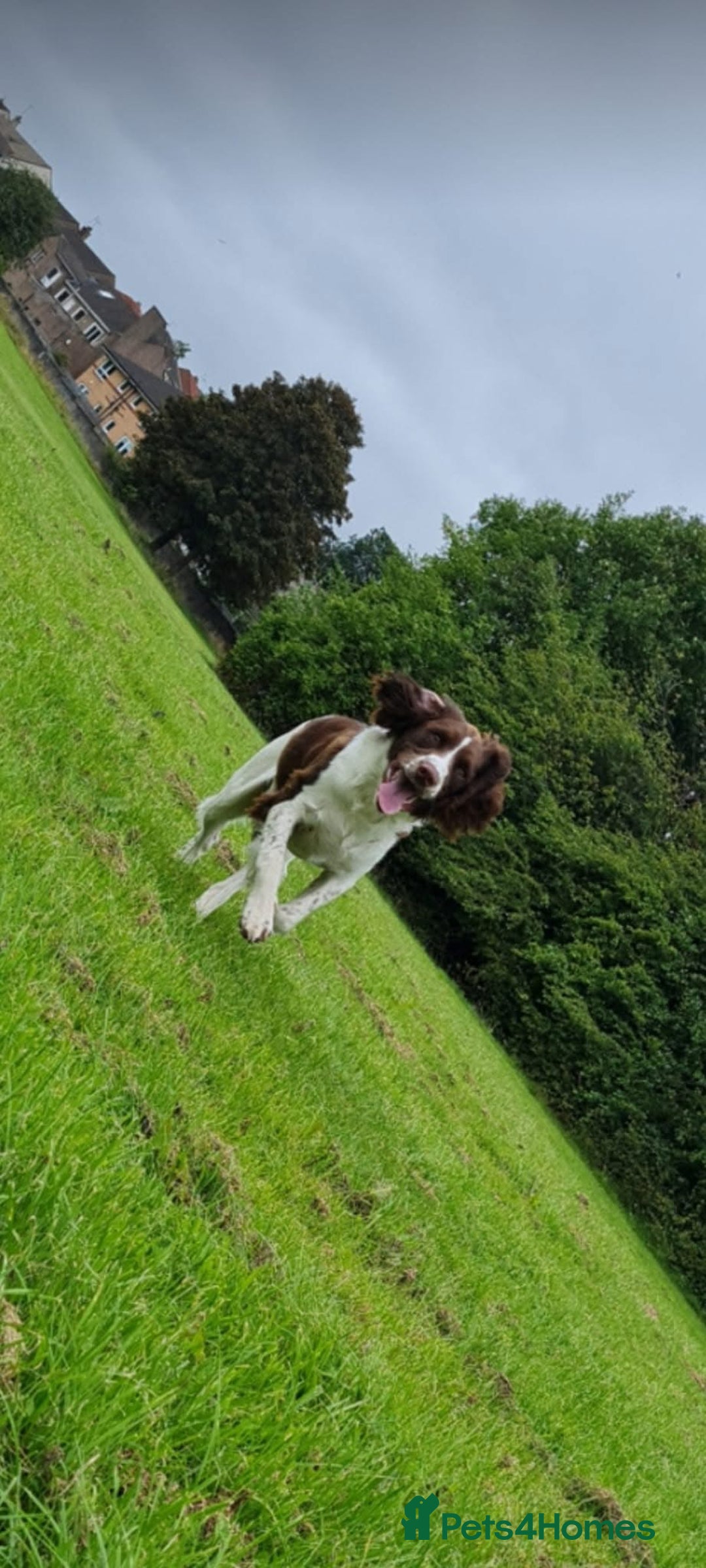 English Springer Spaniel dogs for stud: Springer spaniel stud  - Advert 7