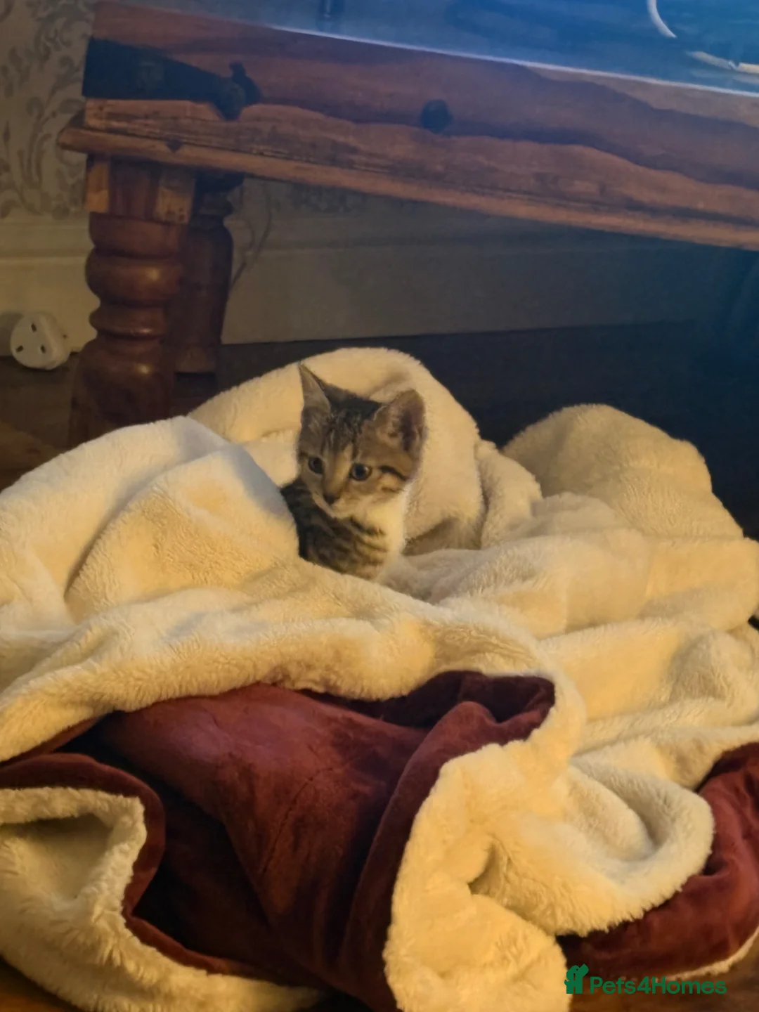 Mixed Breed cats for sale: Tabby girl kitten in Manchester - Advert 14
