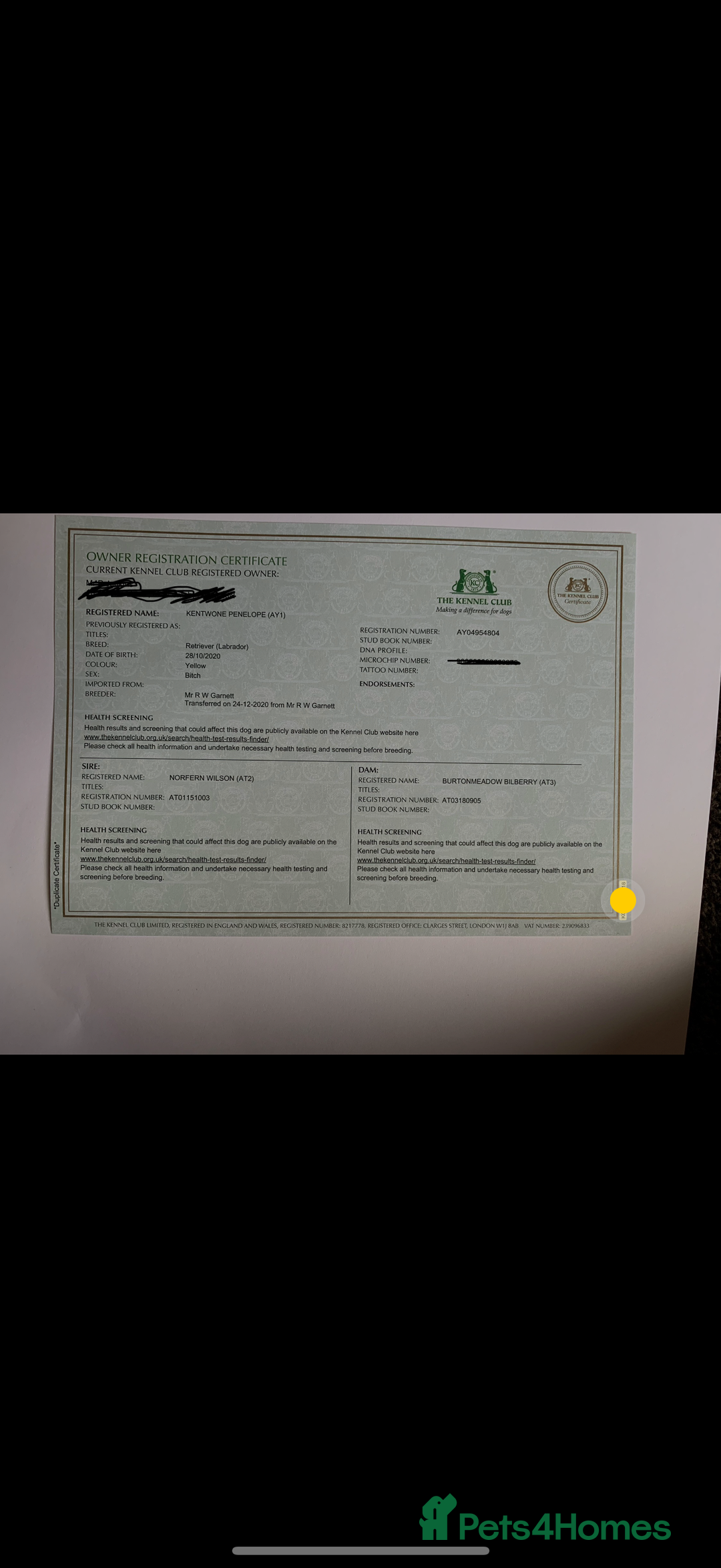 Labrador Retriever dogs for sale: Kc registered Labrador 5 star homes only  - Advert 14