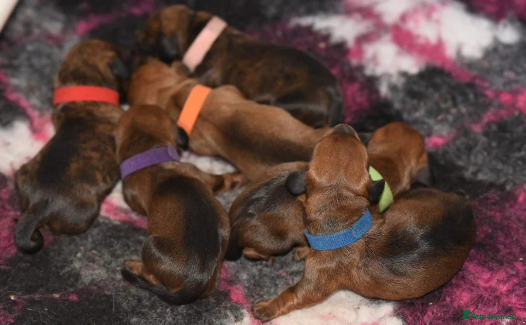 Miniature Dachshund dogs for stud: Kc reg IVDD screened pra clear mini smooth  in Newton Abbot - Advert 32