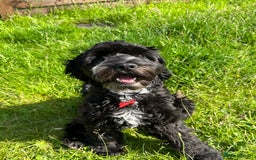 Cockapoo dogs for sale: Rio - 9 months old - Image 4