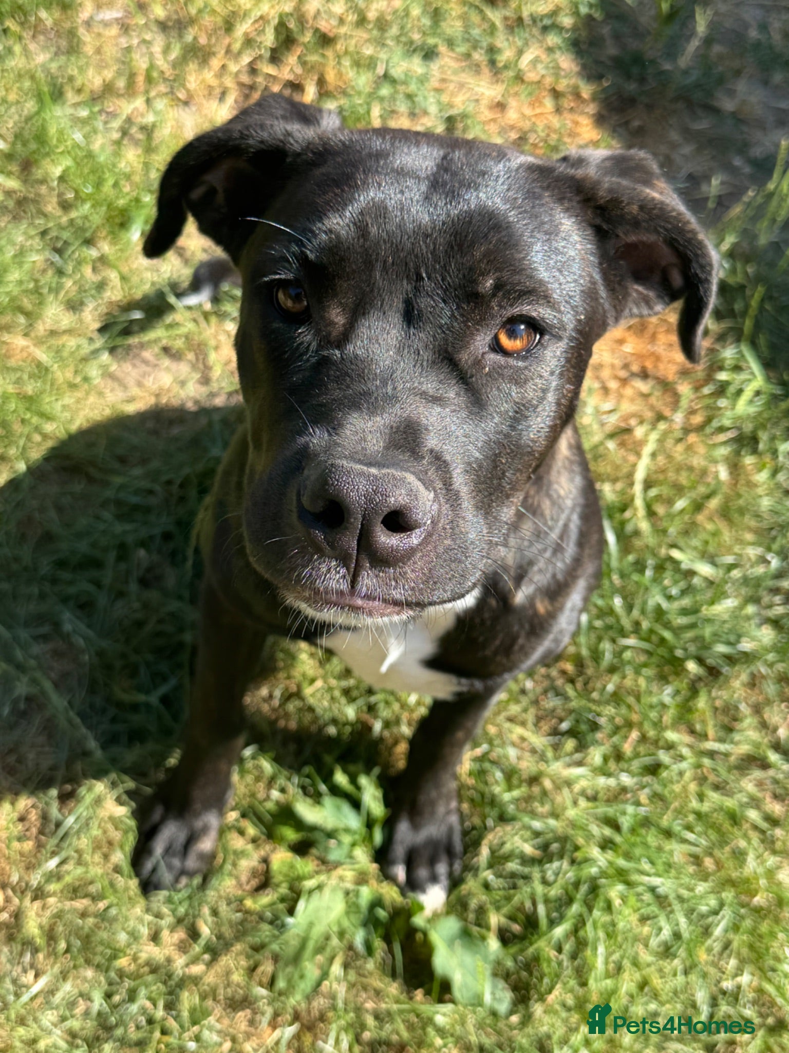 Mixed Breed dogs Trained Bullmastiff Staffy Female - Advert 1
