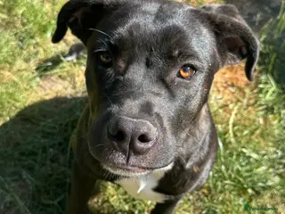 Mixed Breed dogs Trained Bullmastiff Staffy Female - Advert 1