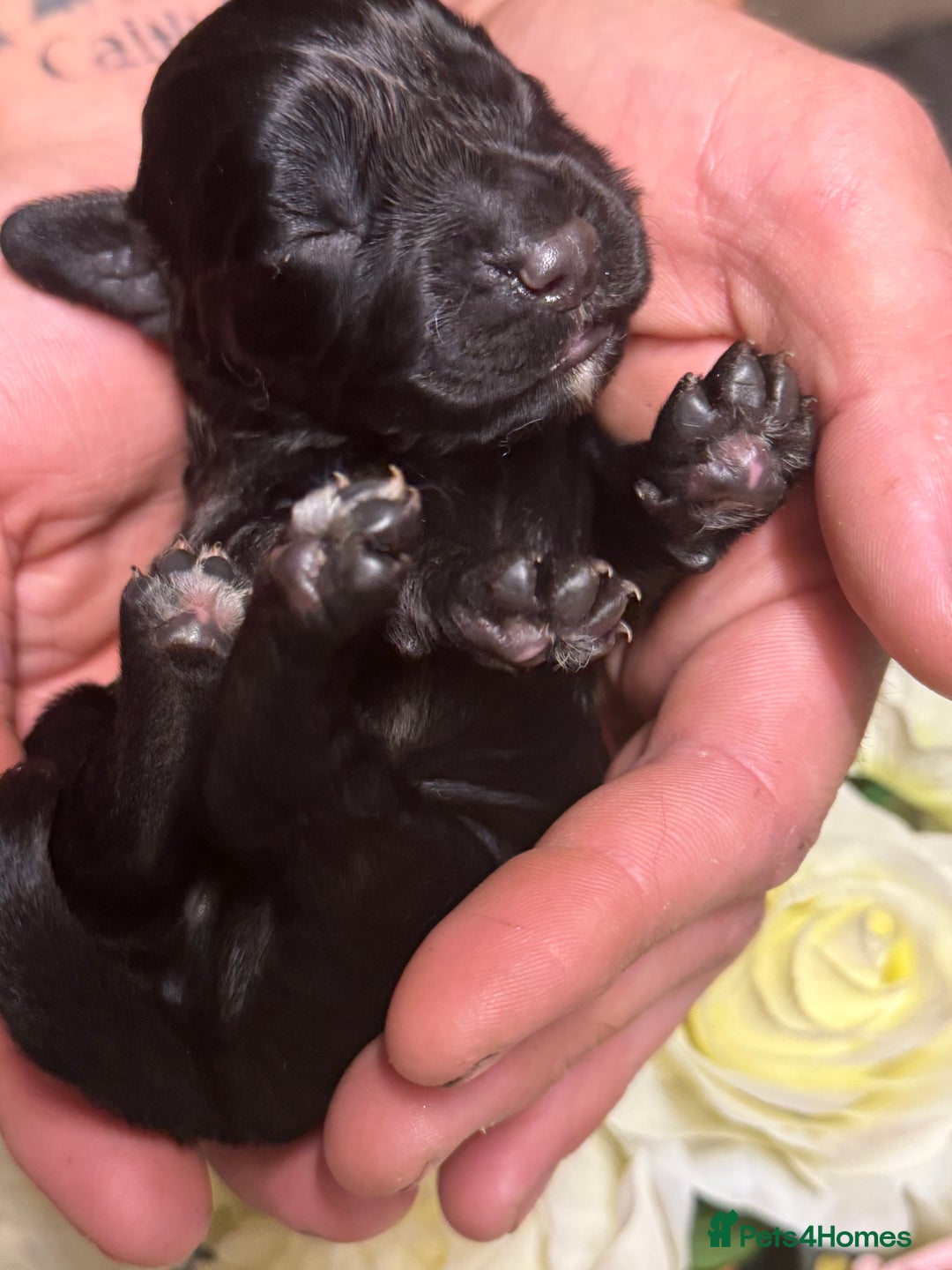 Cocker Spaniel dogs for sale: Merle cocker spaniels  - Image 16