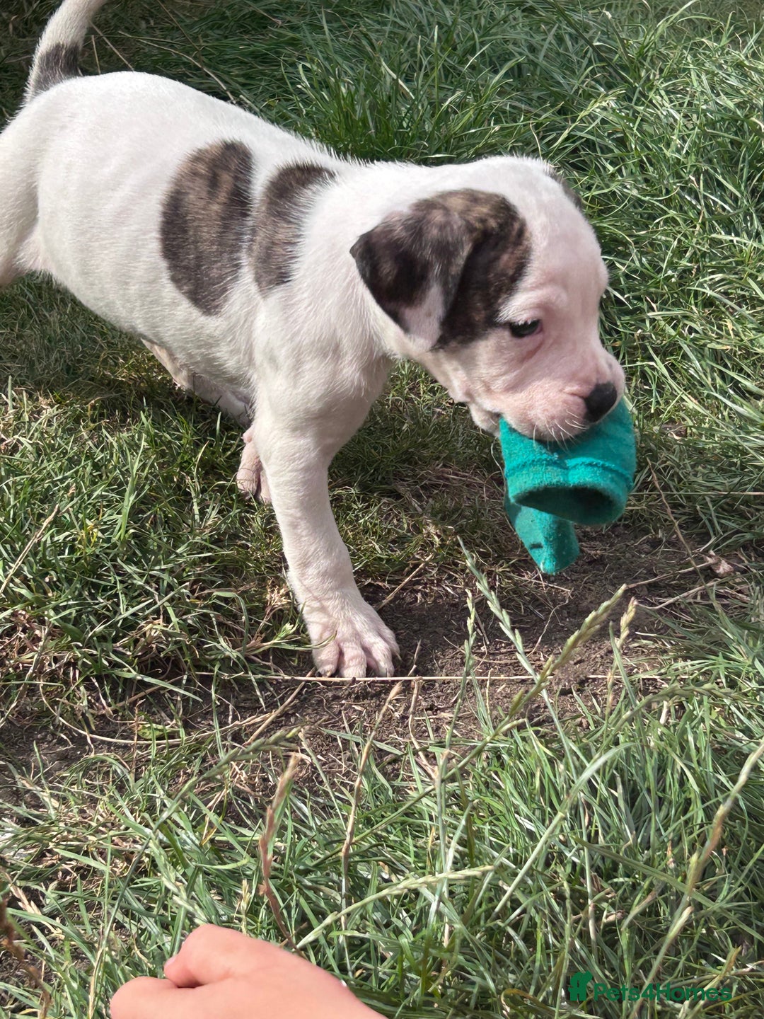 American Bulldog dogs for sale: Ready now Beautiful litter American bulldog puppy - Image 16