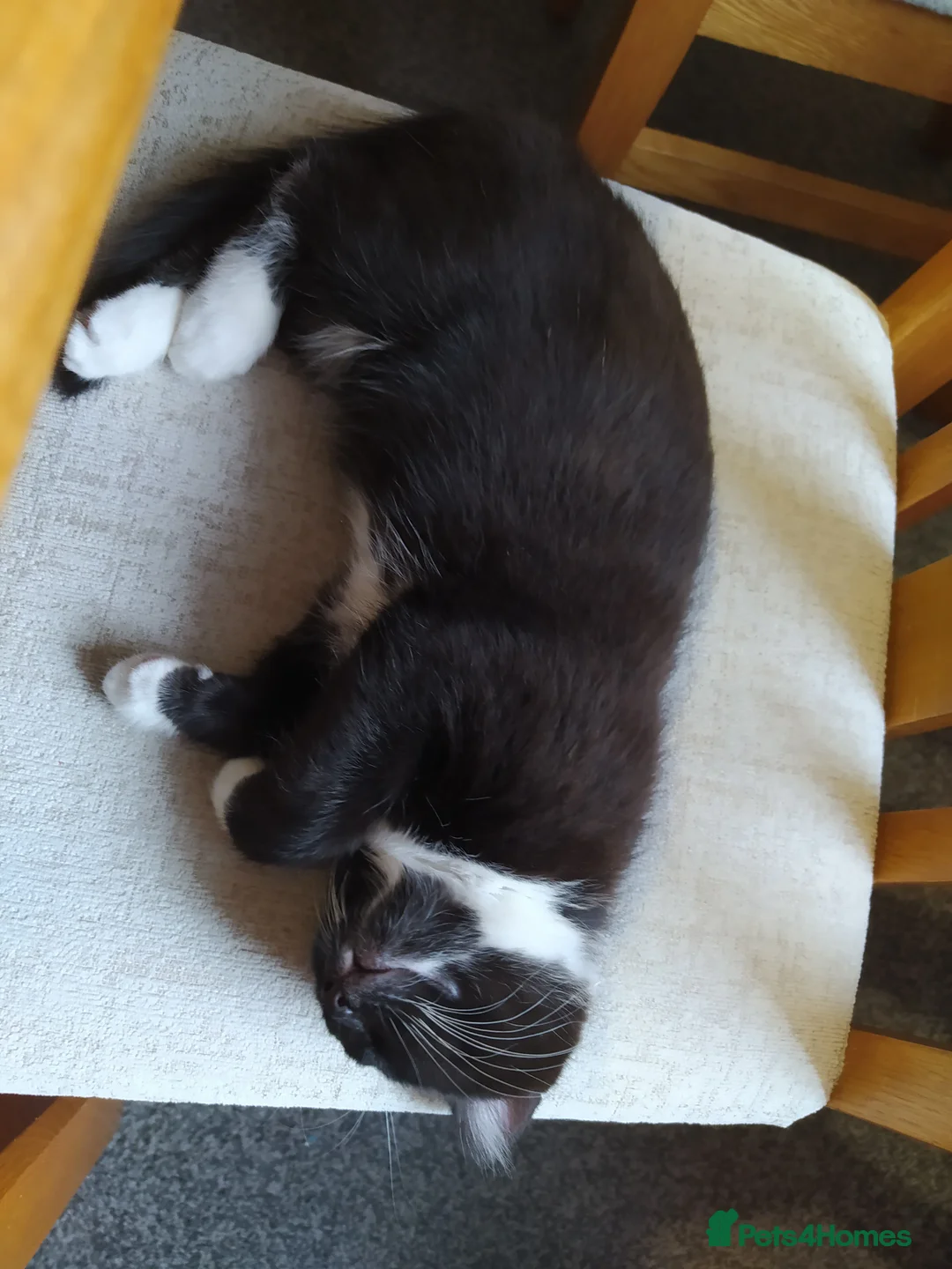 Mixed Breed cats for sale: Ready to go adorable male kitten - Advert 5