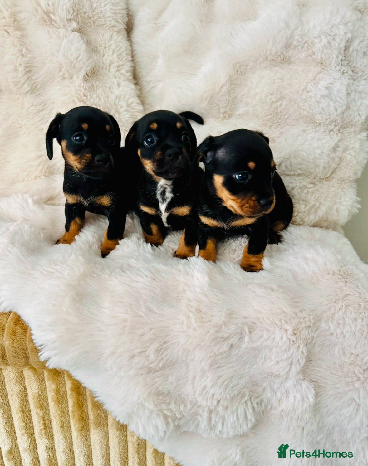 Mixed Breed dogs miniature dachshunds+French bulldog - Advert 5