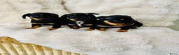 Mixed Breed dogs for sale: miniature dachshunds+French bulldog in Cardiff - Advert 1
