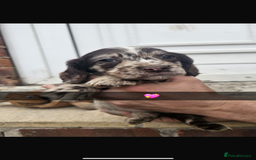 Cocker Spaniel dogs for sale: Gorgeous cocker spaniel puppies ready for new home - Image 10