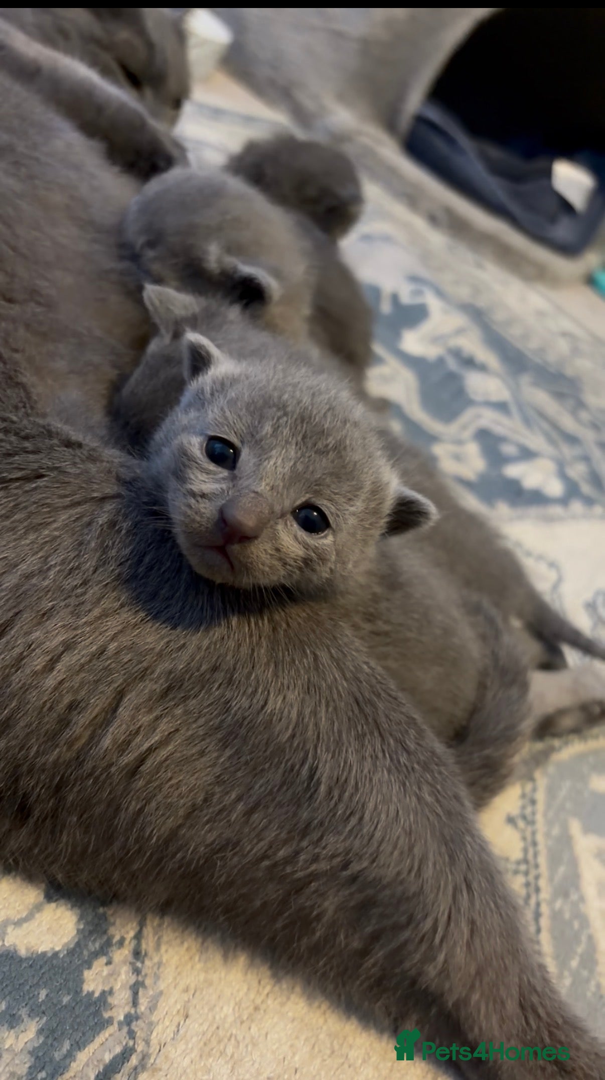 Russian Blue cats 6 Stunning GCCF Russian Blue Kittens 🐾 24th Feb  - Advert 3