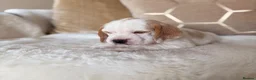 Beagle dogs for sale: STUNNING KC 5 GEN TRI COLOUR/TAN+WHITE BEAGLE PUPS - Advert 12