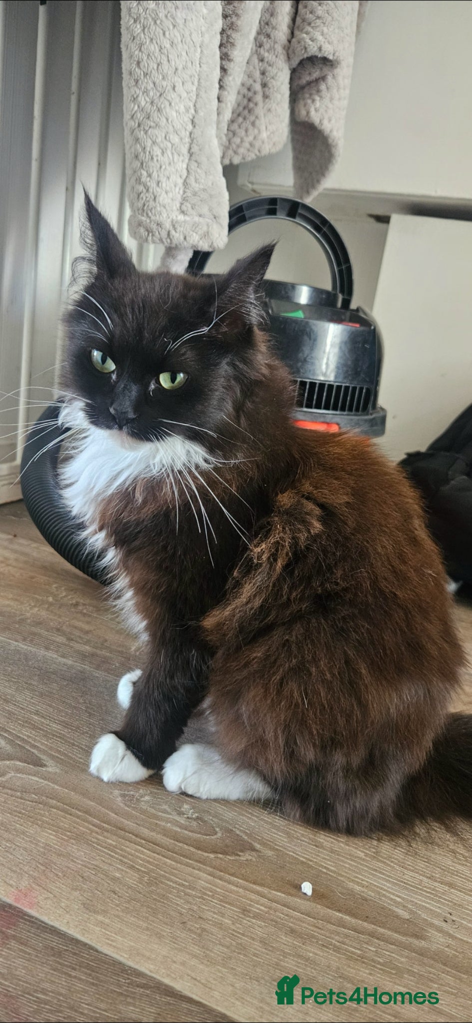 Ragdoll cats BLACK RAGDOLL GIRL FOR SALE - Advert 2