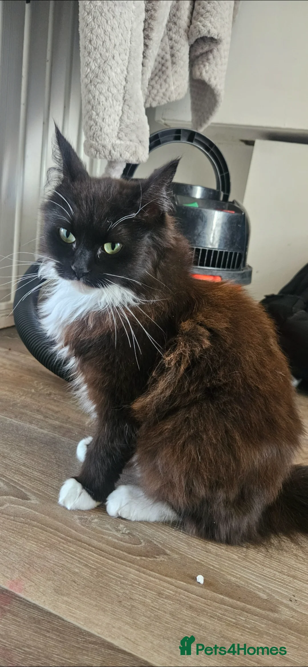 Ragdoll cats for sale: BLACK RAGDOLL GIRL FOR SALE - Advert 1