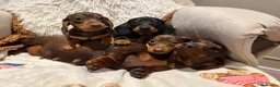 Miniature Dachshund dogs for sale: Adorable tiny puppies  - Advert 5