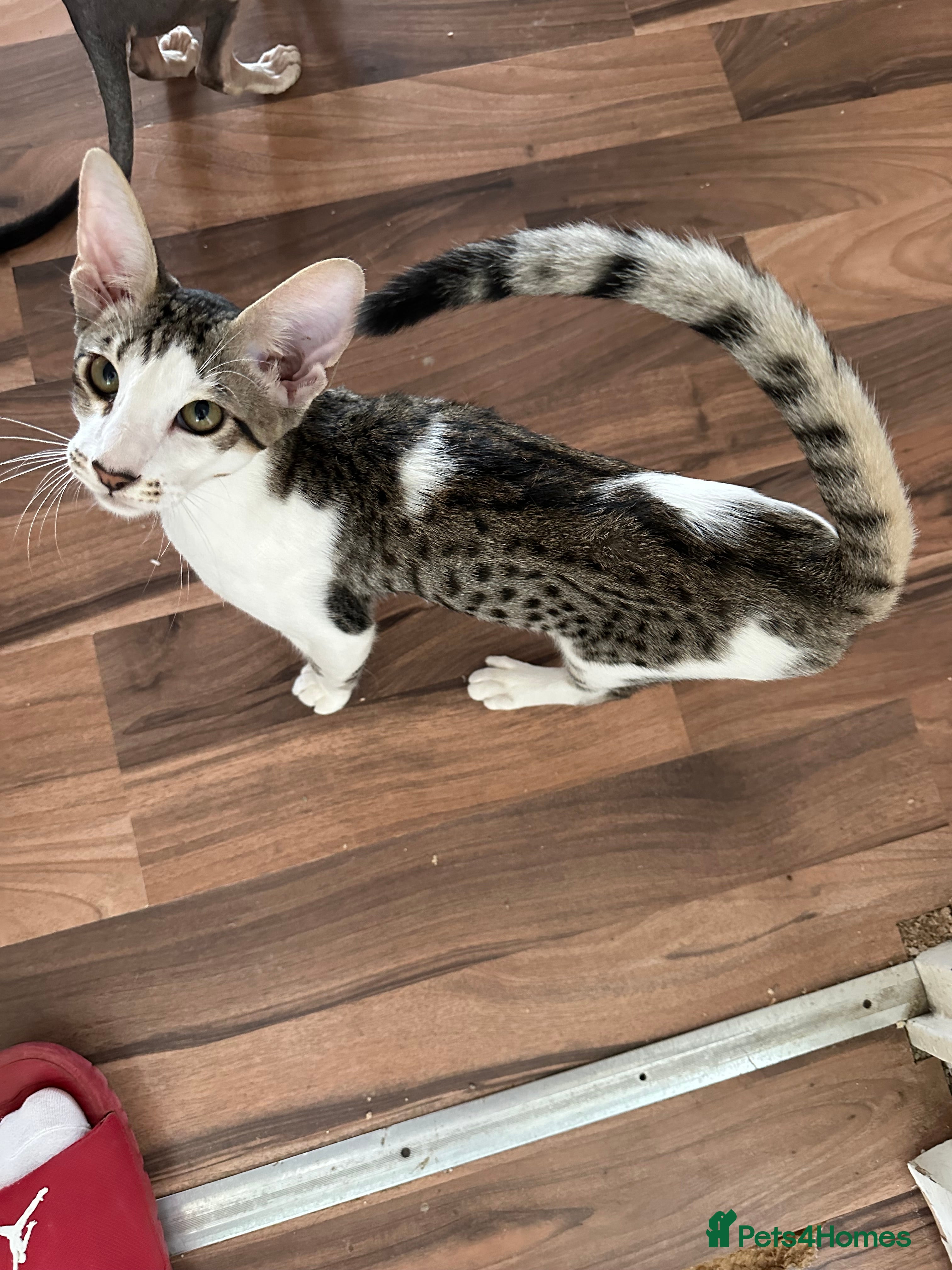 Mixed Breed cats Crossed Peterbald  - Advert 2