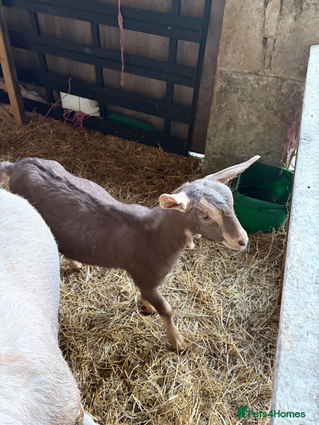 Goats livestock for sale: 2 X Goats for sale in Newcastle upon Tyne - Advert 7