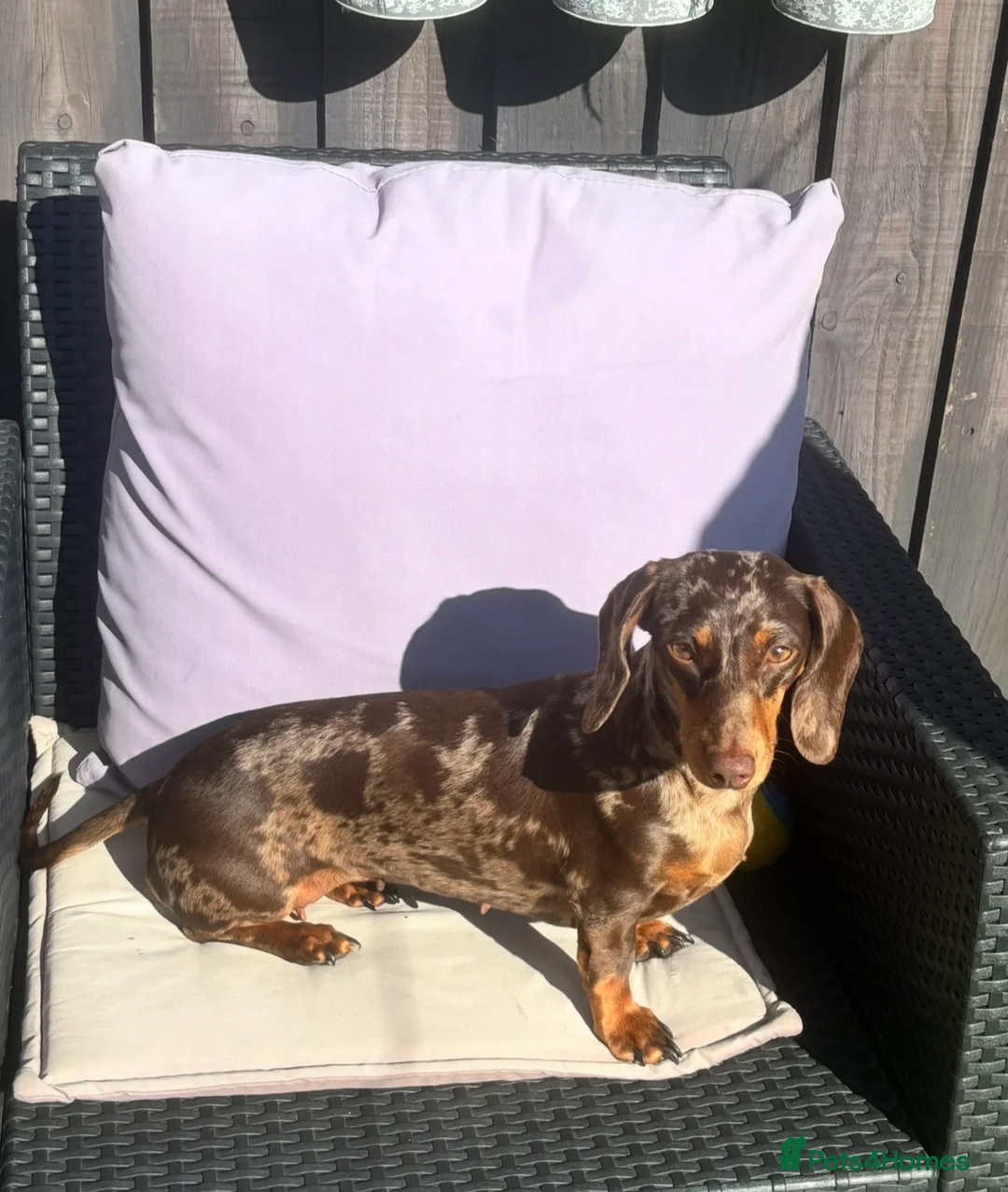 Miniature Dachshund dogs for sale: Choc / tan mini dachshund  - Advert 8