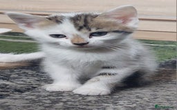 Mixed Breed cats for sale: 6 Kittens for sale - Image 26