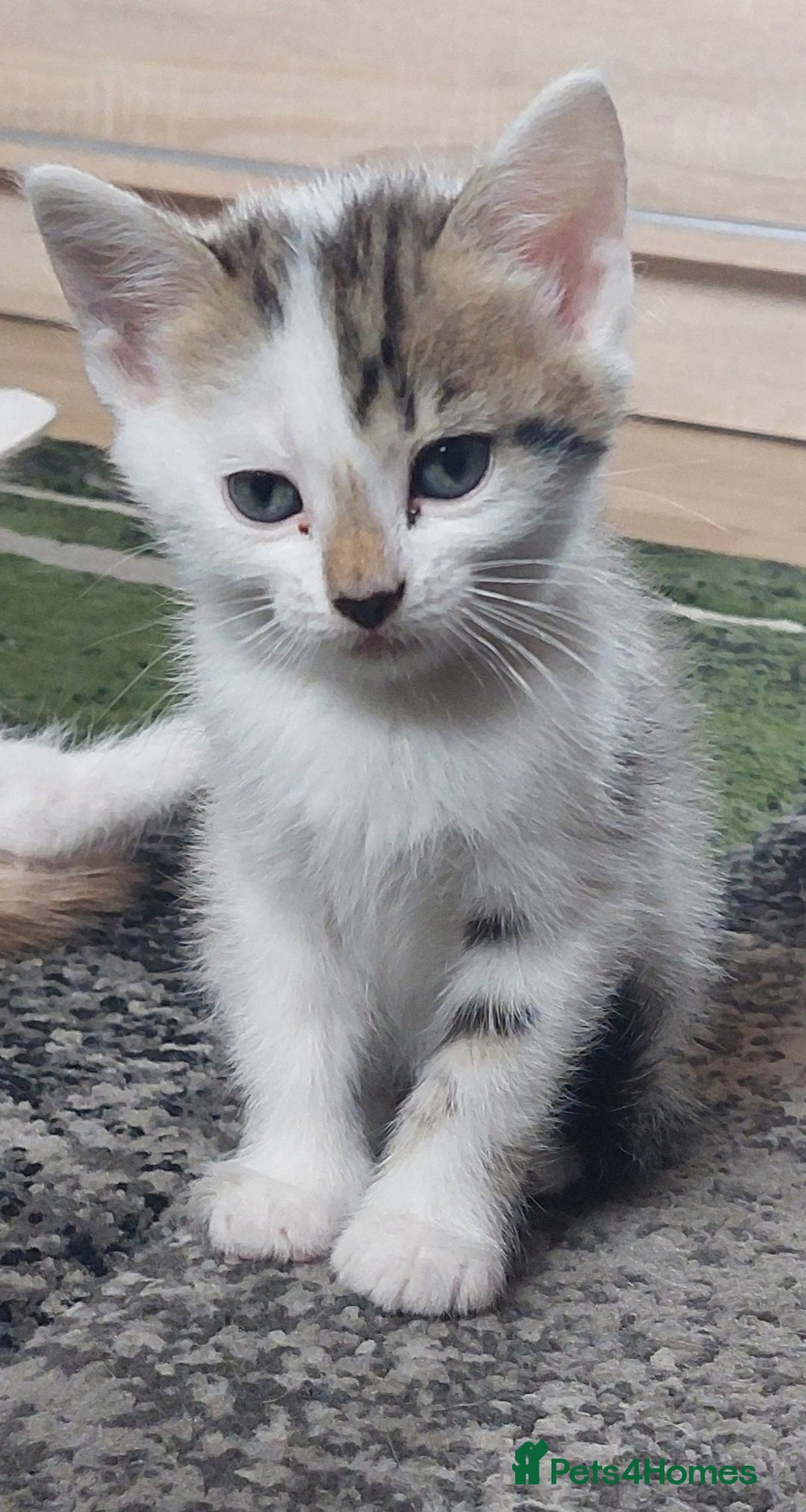 Mixed Breed cats for sale: 6 Kittens for sale - Image 26