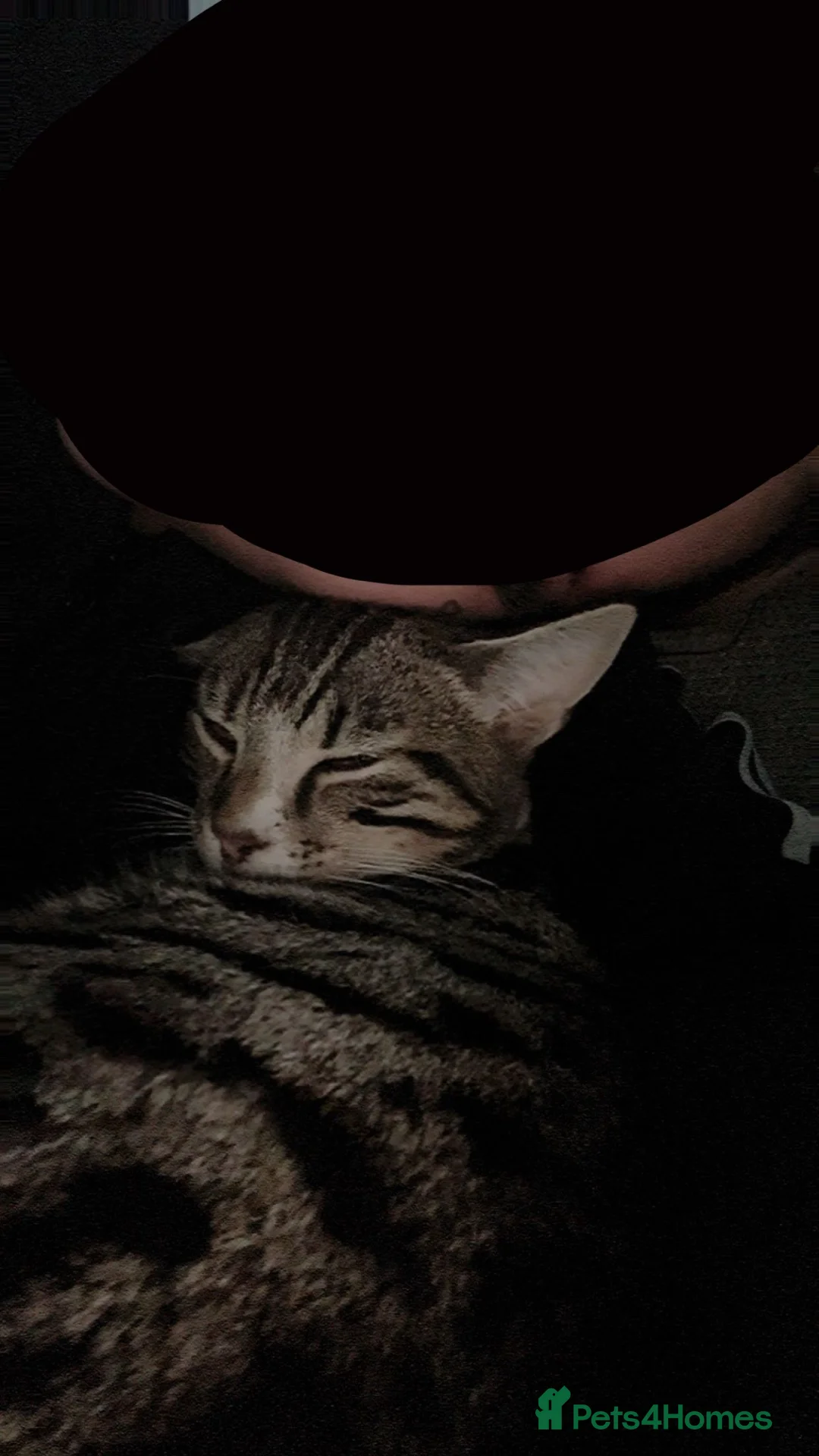 Mixed Breed cats for sale: Male cat in Dunfermline - Advert 1