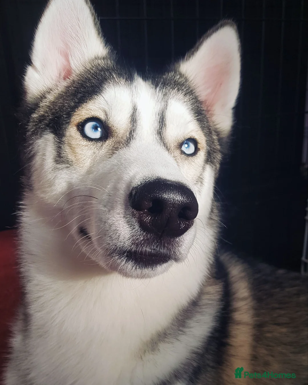 Siberian Husky dogs for stud: DANAMELI TITAN KING - Proven Health Tested Stud in Glasgow - Advert 3