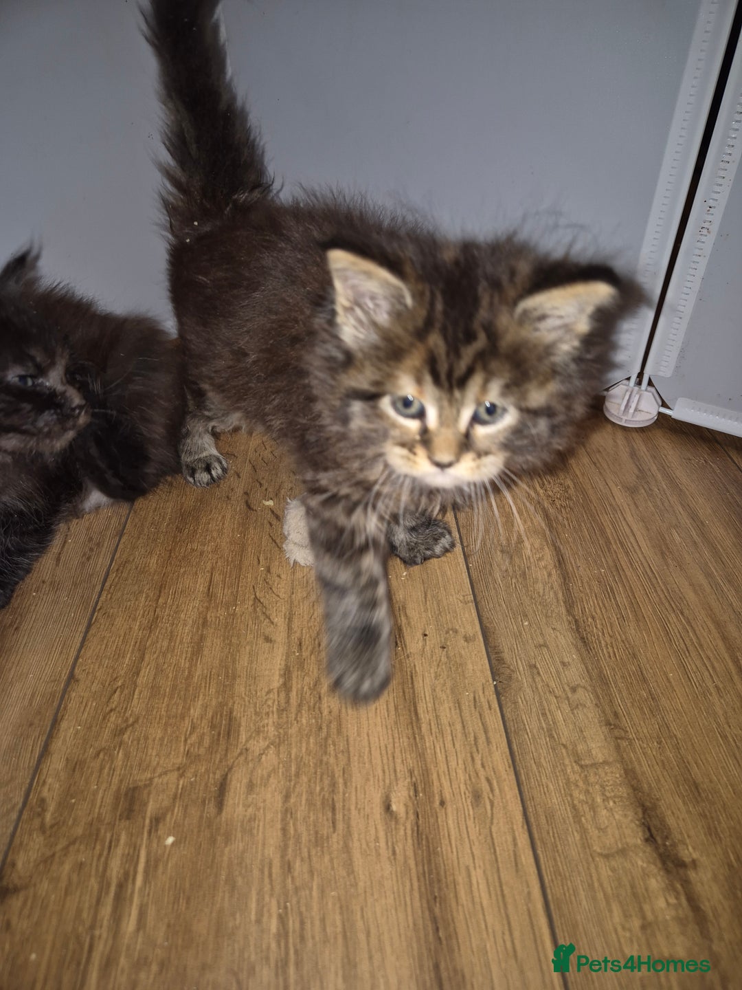 Maine Coon cats for sale: Russian /xxl maine coon - Advert 11