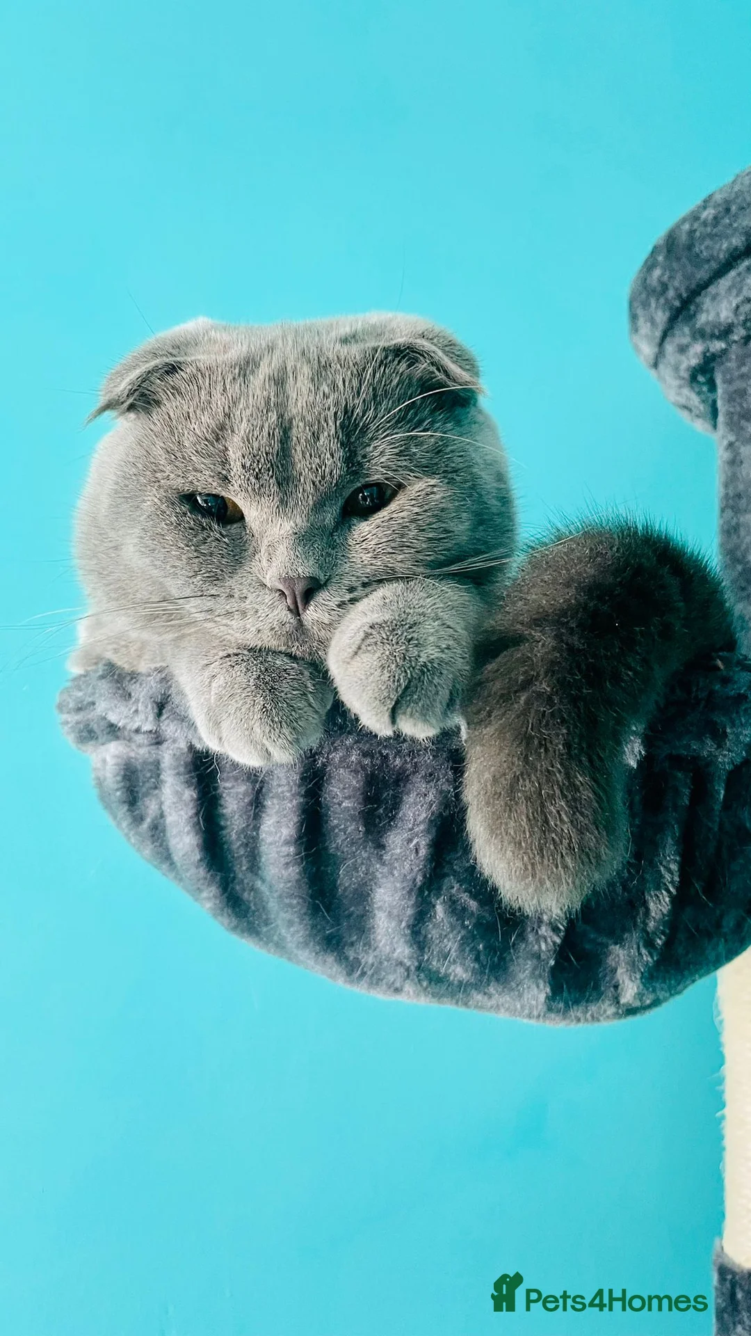 Scottish Fold cats for sale: Beautiful Blue Scottish Fold Boy - Advert 10