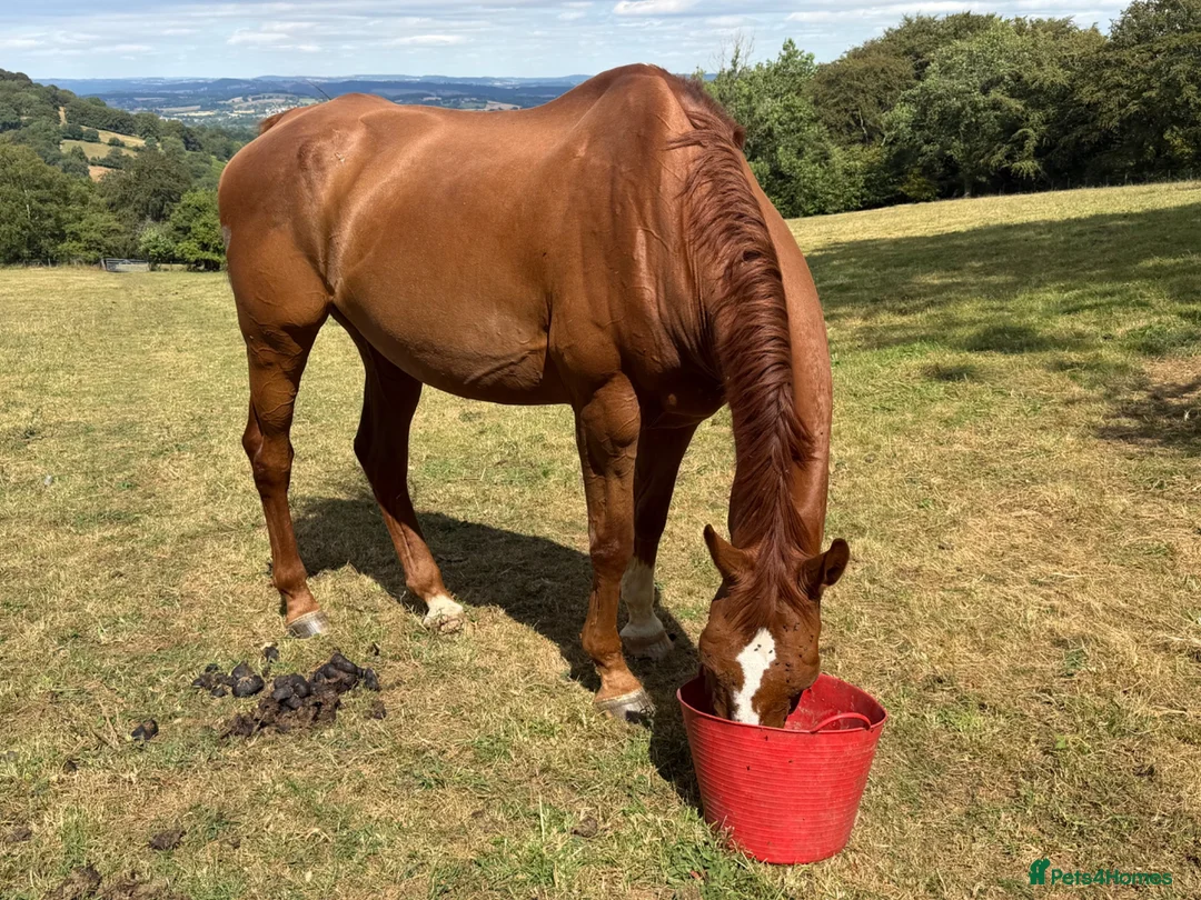 Irish Sports horses for sale: Best of homes are saught ! Companion Gelding  - Advert 1