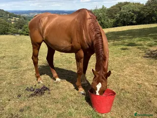 Irish Sports horses Best of homes are saught ! Companion Gelding - Advert 16