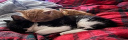 Mixed Breed cats for sale: Beautiful Black&White Kitten - Advert 3