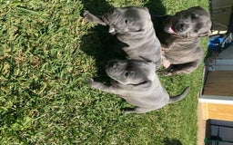 Staffordshire Bull Terrier dogs for sale: Elegant active blue staffordshire puppies - Image 8