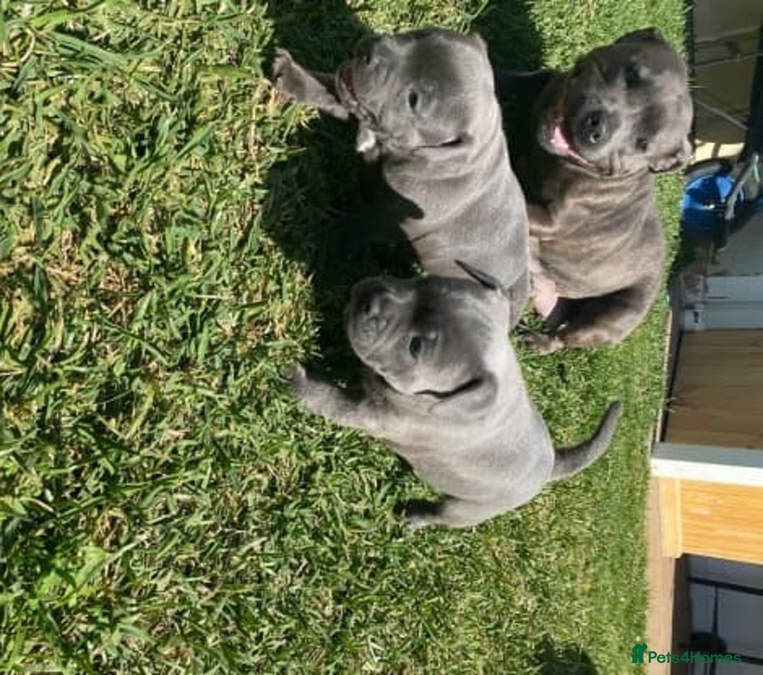 Staffordshire Bull Terrier dogs for sale: Elegant active blue staffordshire puppies - Image 8
