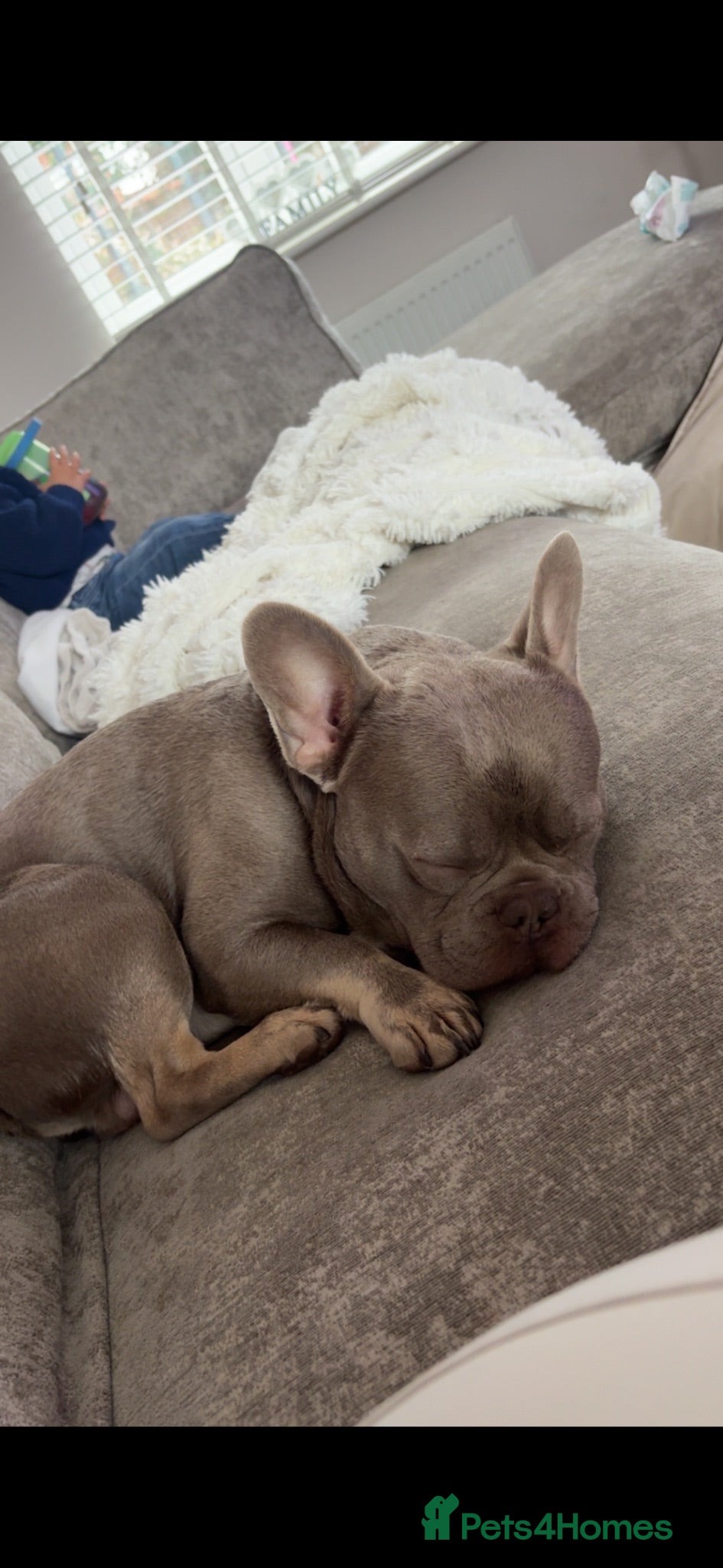 French Bulldog dogs French Bulldog  - Advert 3