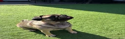 Pug dogs for sale: Nelly in Calne - Advert 6