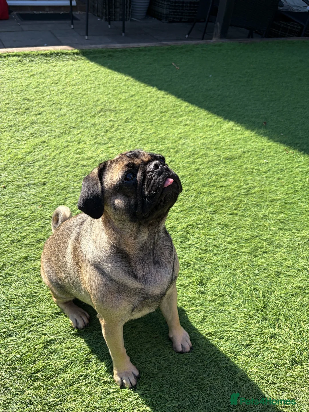 Pug dogs for sale: Nelly in Calne - Advert 6