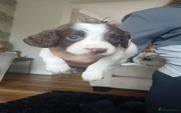 Sprocker dogs for sale: Beautiful litter of sprocker puppies - Image 17