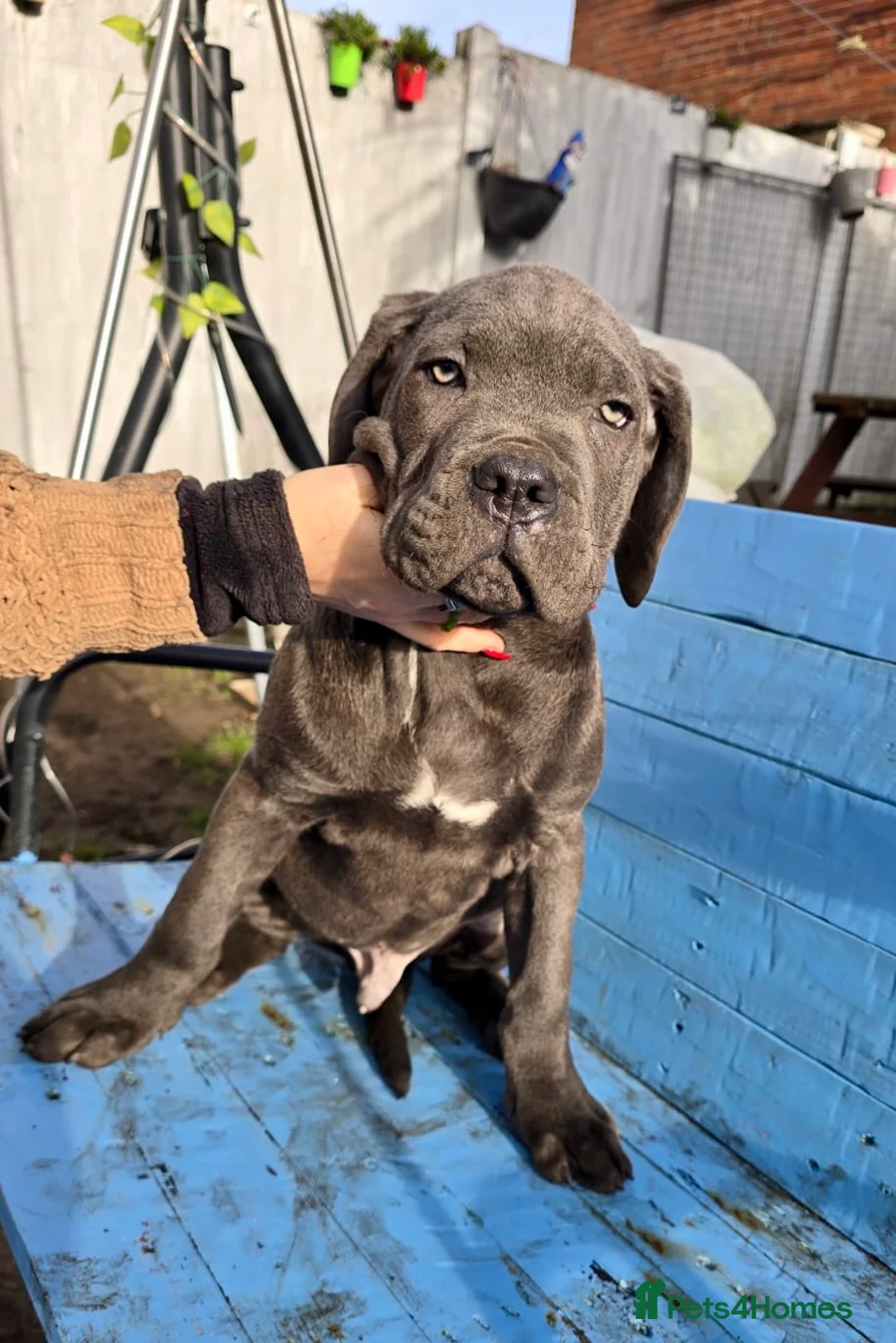 Cane Corso dogs for sale: Beautiful Cane Corso puppies available - Advert 1